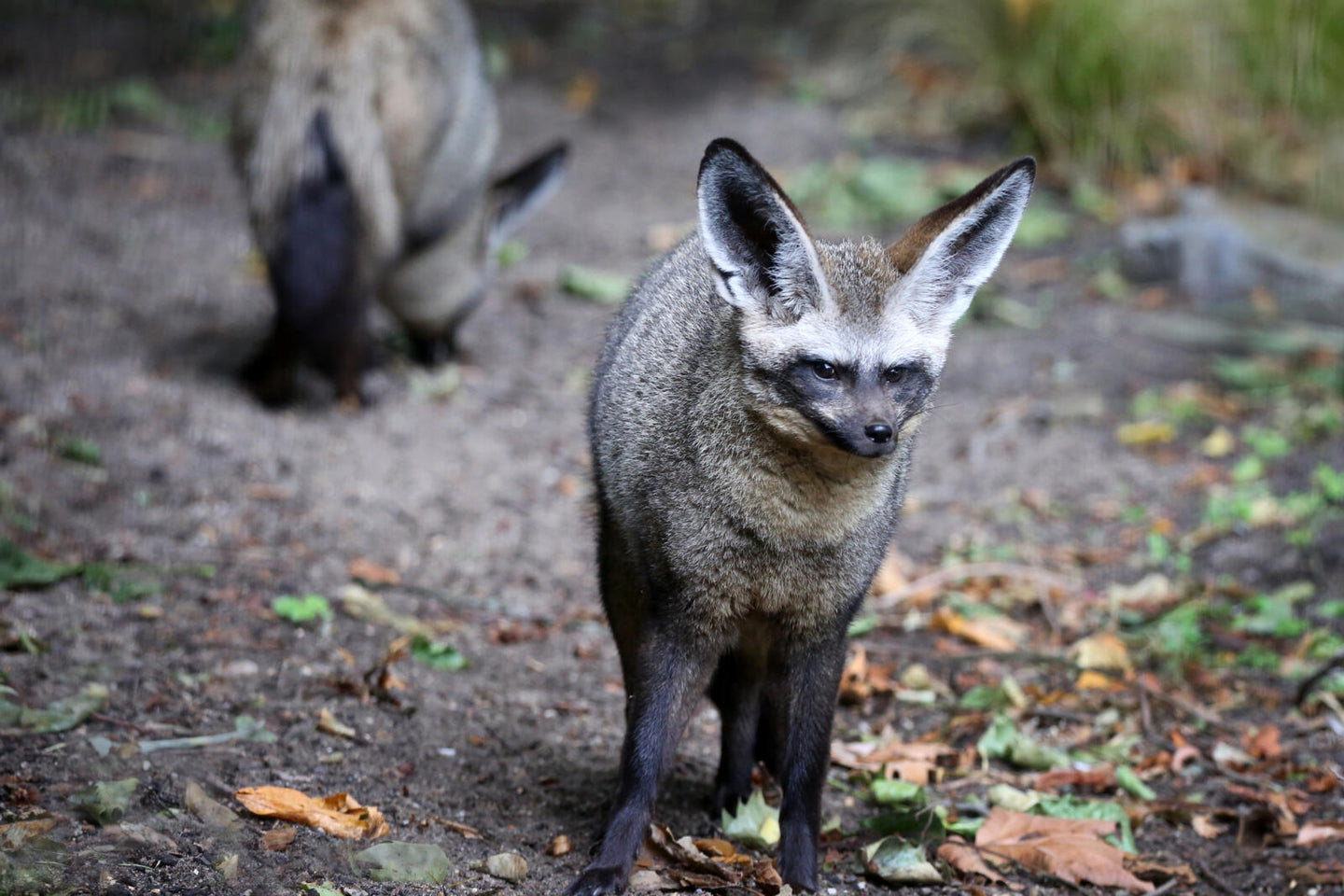 ARTIS-Park tickets met korting - afbeelding 13