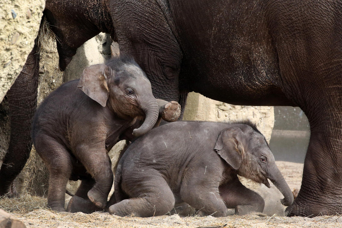 ARTIS-Park tickets met korting - afbeelding 13