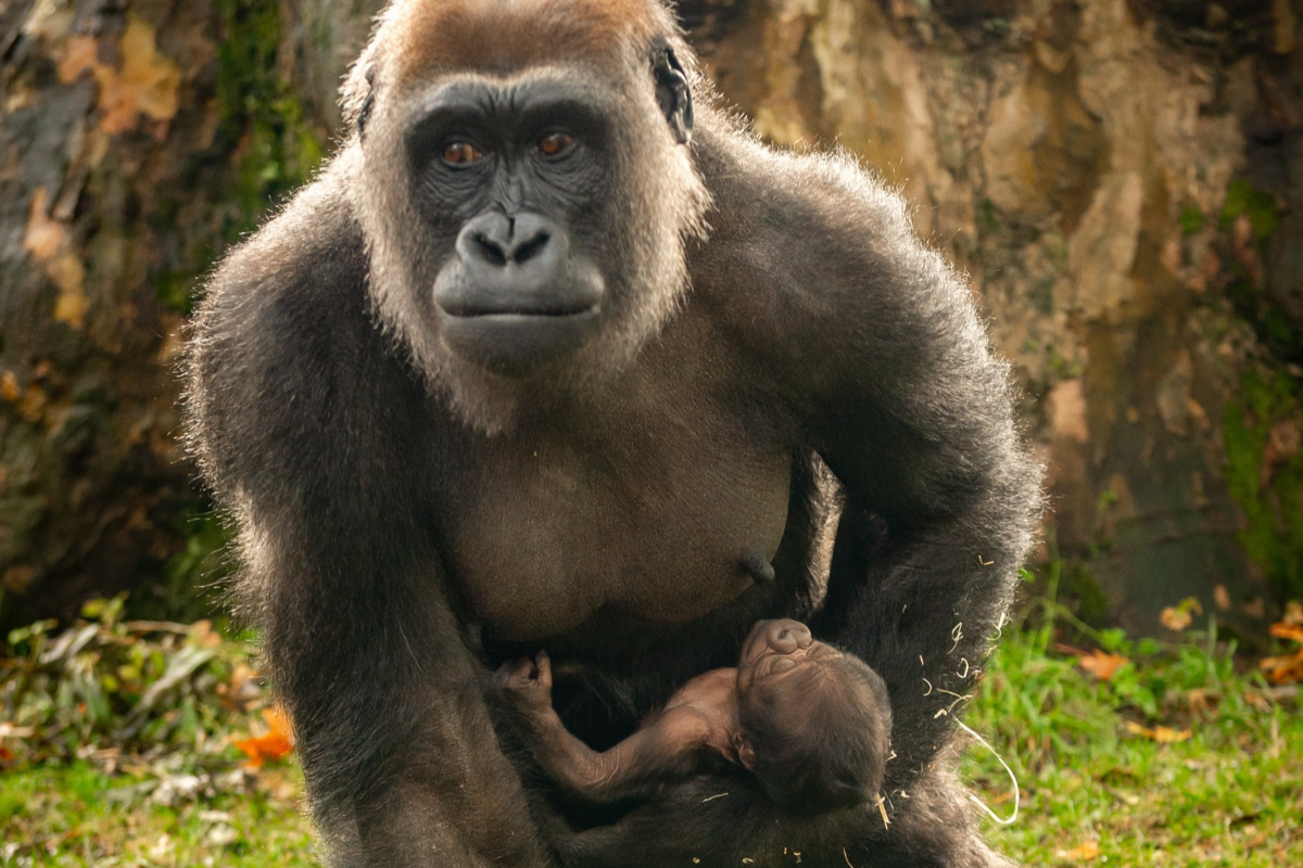 ZOO Antwerpen - afbeelding 3