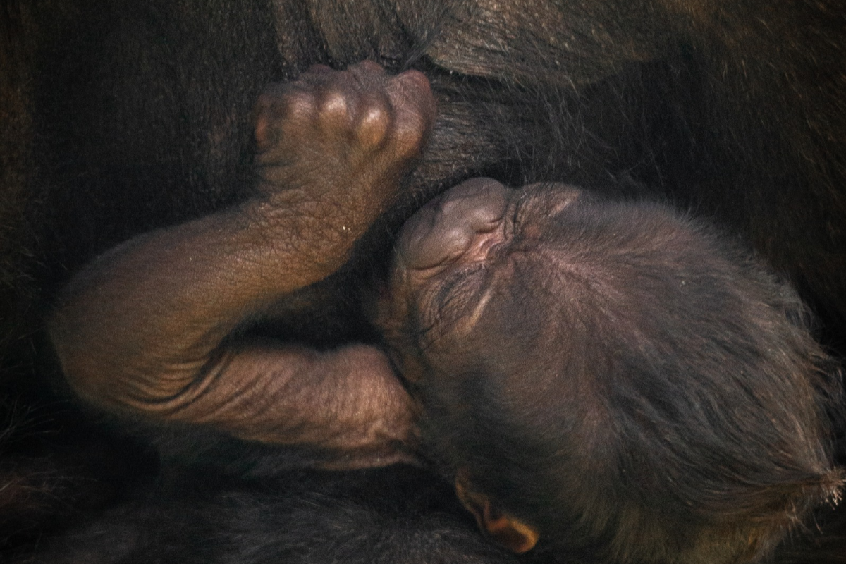 ZOO Antwerpen - afbeelding 4